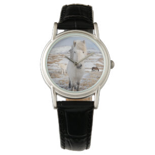 Montre Cheval islandais blanc, Islande