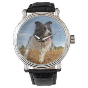 Montre Chien Border Collie Mignon