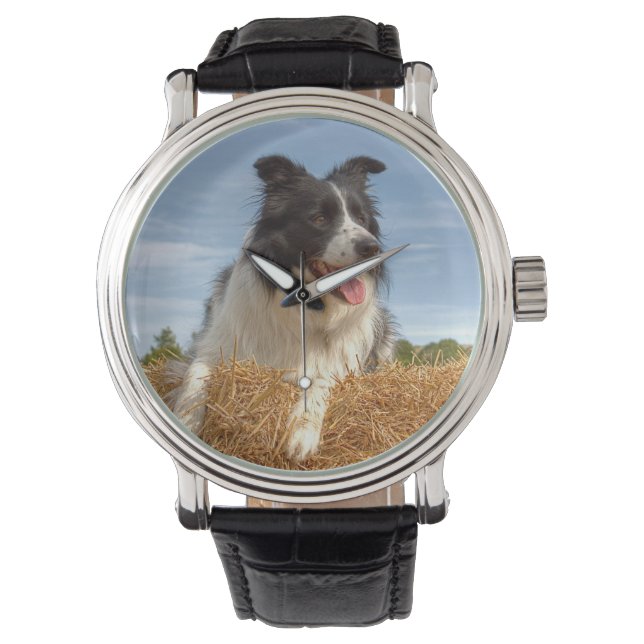 Montre Chien Border Collie Mignon (devant)