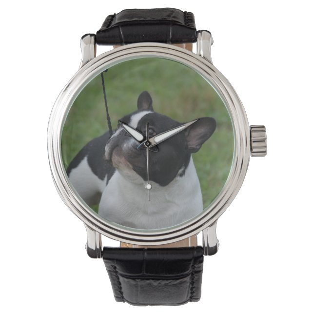 Montre Chien-taureau français noir et blanc (devant)