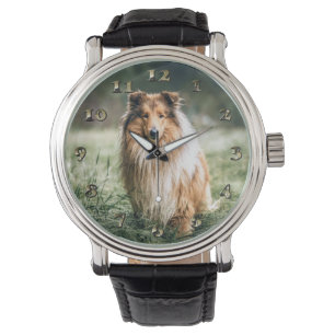 Montre Collie dans le Comté de Rough
