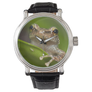 Montre Coqui commun, Eleutherodactylus coqui