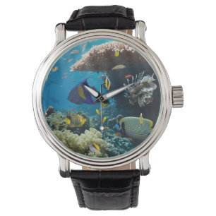 Montre Corail et poissons en Mer Rouge, Egypte