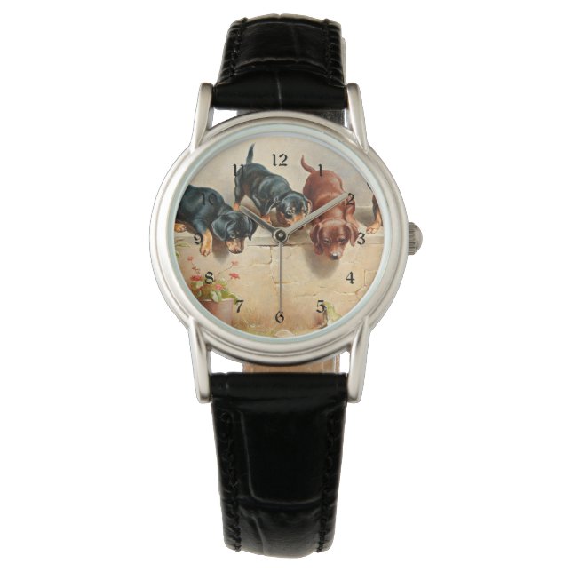 Montre Curieux Chiots Dachshund et une grenouille (devant)