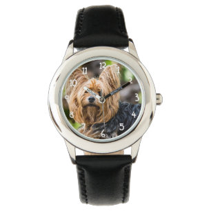 Montre Cute Yorkshire Terrier Chien dans le jardin