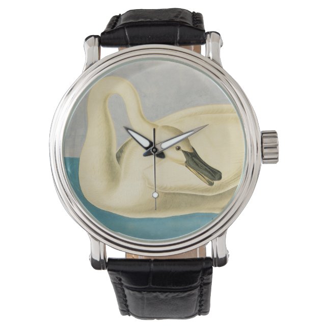 Montre Cygne trompette par John James Audubon, Oiseau Vin (devant)