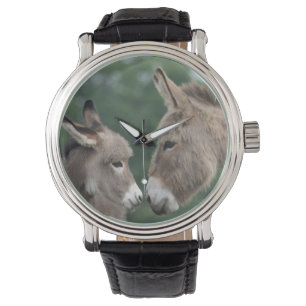 Montre d'ânes
