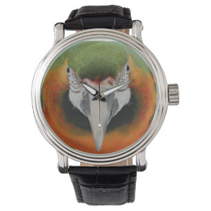 Montre d'ara de harlequin