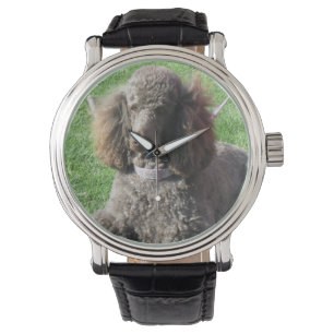 Montre de caniche