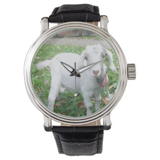 Montre de chèvre blanche