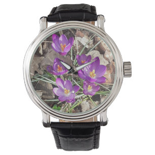 Montre de crocus pourpre