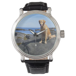 Montre de golden retriever