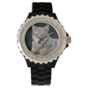 Montre de loup gris