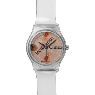 Montre de punaises