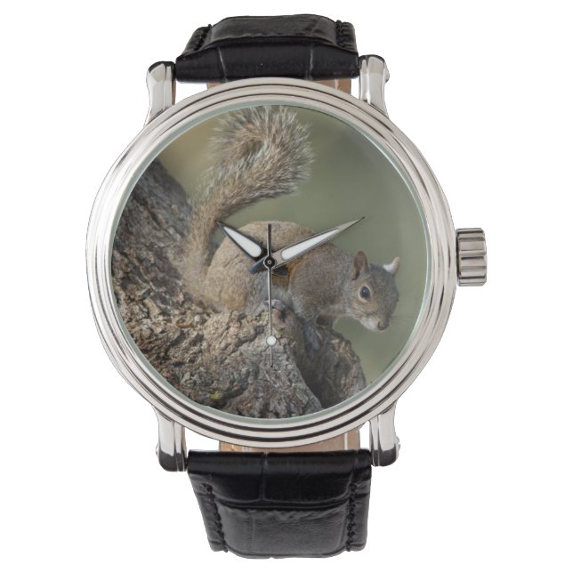 Montre Écureuil gris oriental ou écureuil gris (devant)