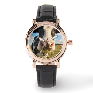 Montre Fermes   Vache Holstein Chewing
