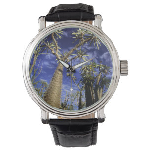 Montre Forêt épineuse formée de Pachypodium arbres