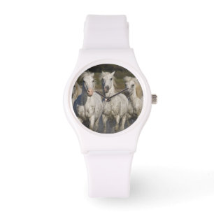 Montre France, Camargue. Les chevaux courent