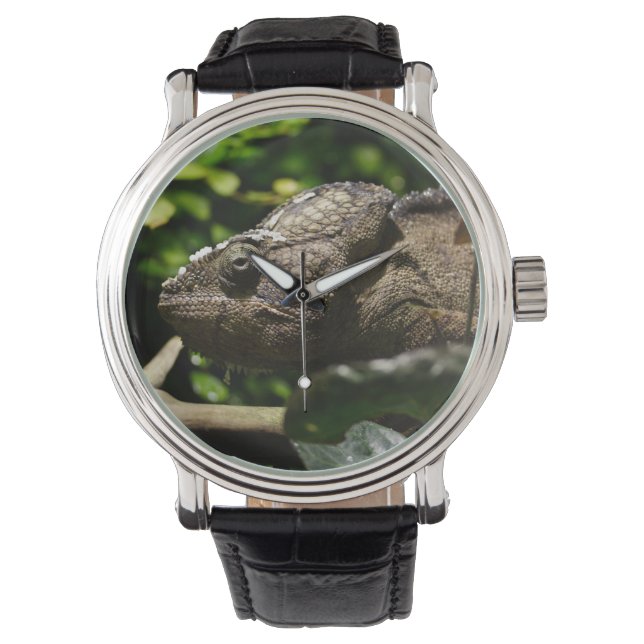 Montre Furcifer oustaleti (devant)