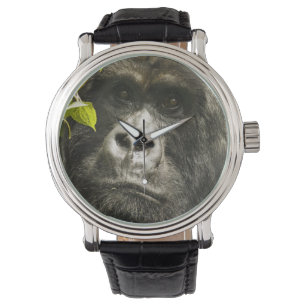 Montre Gorille des montagnes, Gorilla beringei beringei,