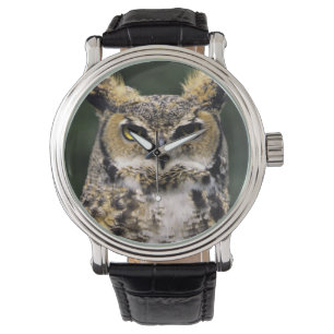 Montre Grand-duc d'Amérique (Bubo virginianus), corps ent