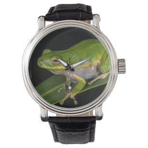 Montre Grenouille verte (Hyla cinerea) 2