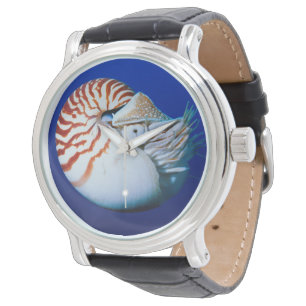 Montre Gros plan de nautile à chambre