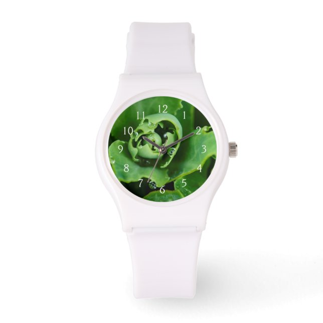 Montre Gros plan, plante succulent avec gouttelettes d'ea (Recto)