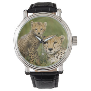Montre Guépard, Acinonyx jubatus, avec un petit
