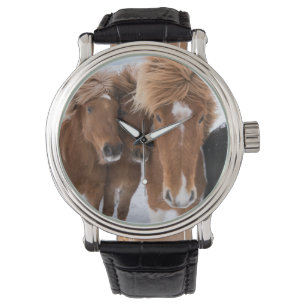 Montre Icelandic Horses nuzzle