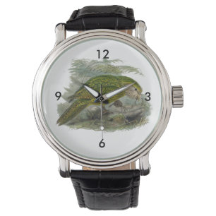 Montre Illustration Vintage du perroquet vert de Kakapo