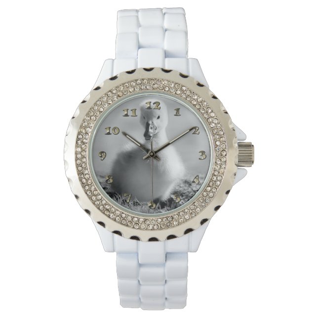 Montre Jeune cygne à canards (devant)