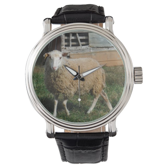 Montre Jeune mouton blanc sur la ferme Photo Sandy Closs (devant)