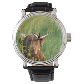 Montre Laboratoire de chocolat en observation sur le terr