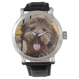 Montre Lagotto Romagnolo Allongé Sur Un Banc En Bois