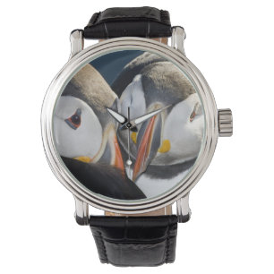Montre Le Puffin Atlantique, un oiseau marin pélagique