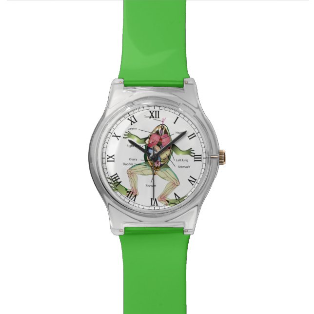 Montre L'illustration de l'anatomie de la grenouille (Fermer)