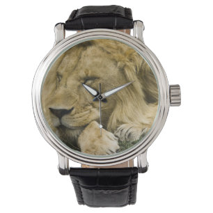 Montre Lion d'Afrique, Lion panthère, endormi