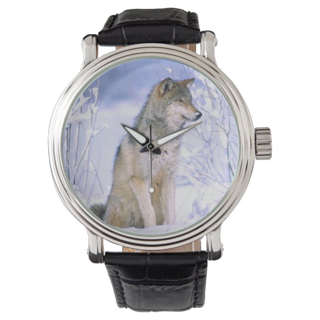 Montre Loup de bois assis dans la neige, Canis lupus, (devant)