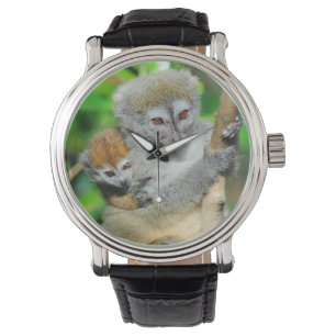 Montre Madagascar, Andasibe, Ile Aux Lemuriens, Mère