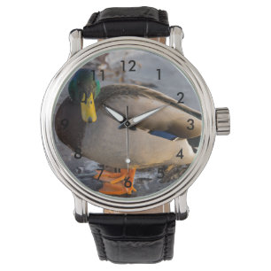 Montre Mallard Sur La Glace