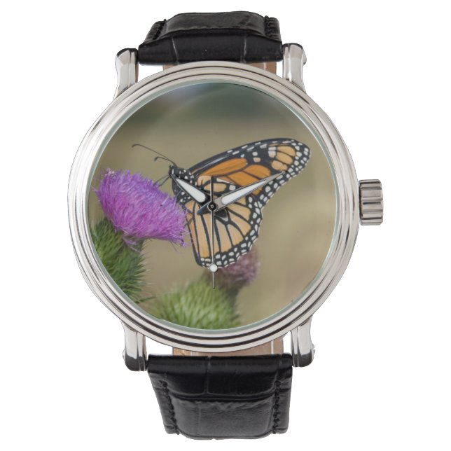 Montre Monarque sur le pâturage Chardon Prairie Ridge (devant)
