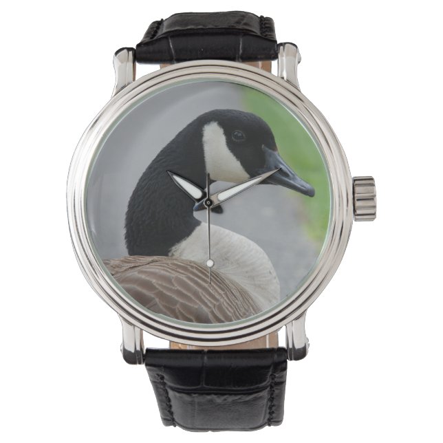 Montre Oie canadienne (devant)