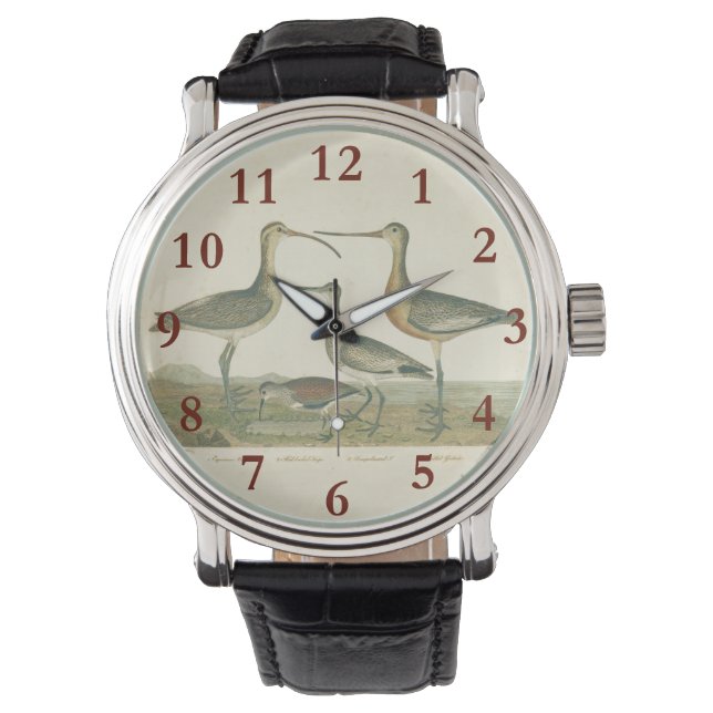 Montre Oiseaux de marais Courlis Oiseaux (devant)