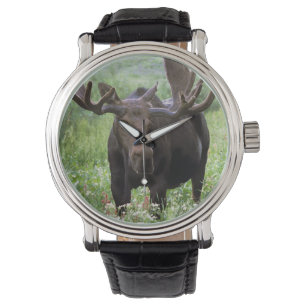 Montre Orignal mâle (Alces alces) dans les fleurs sauvage