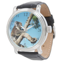 Ours De Koala Dans L'Ancien Pin,