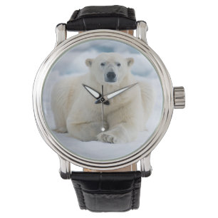 Montre Ours polaire adulte sur la banquise d'été