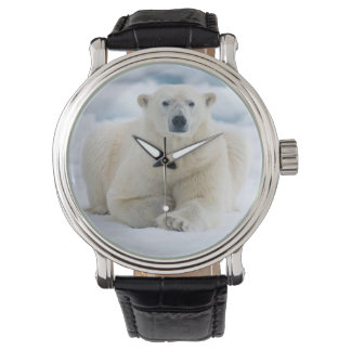 Montre Ours polaire adulte sur la banquise d'été
