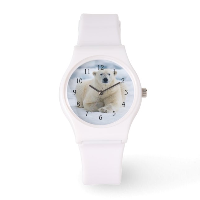 Montre Ours polaire adulte sur la glace du pack d'été (Recto)