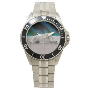 Montre Ours polaire au repos